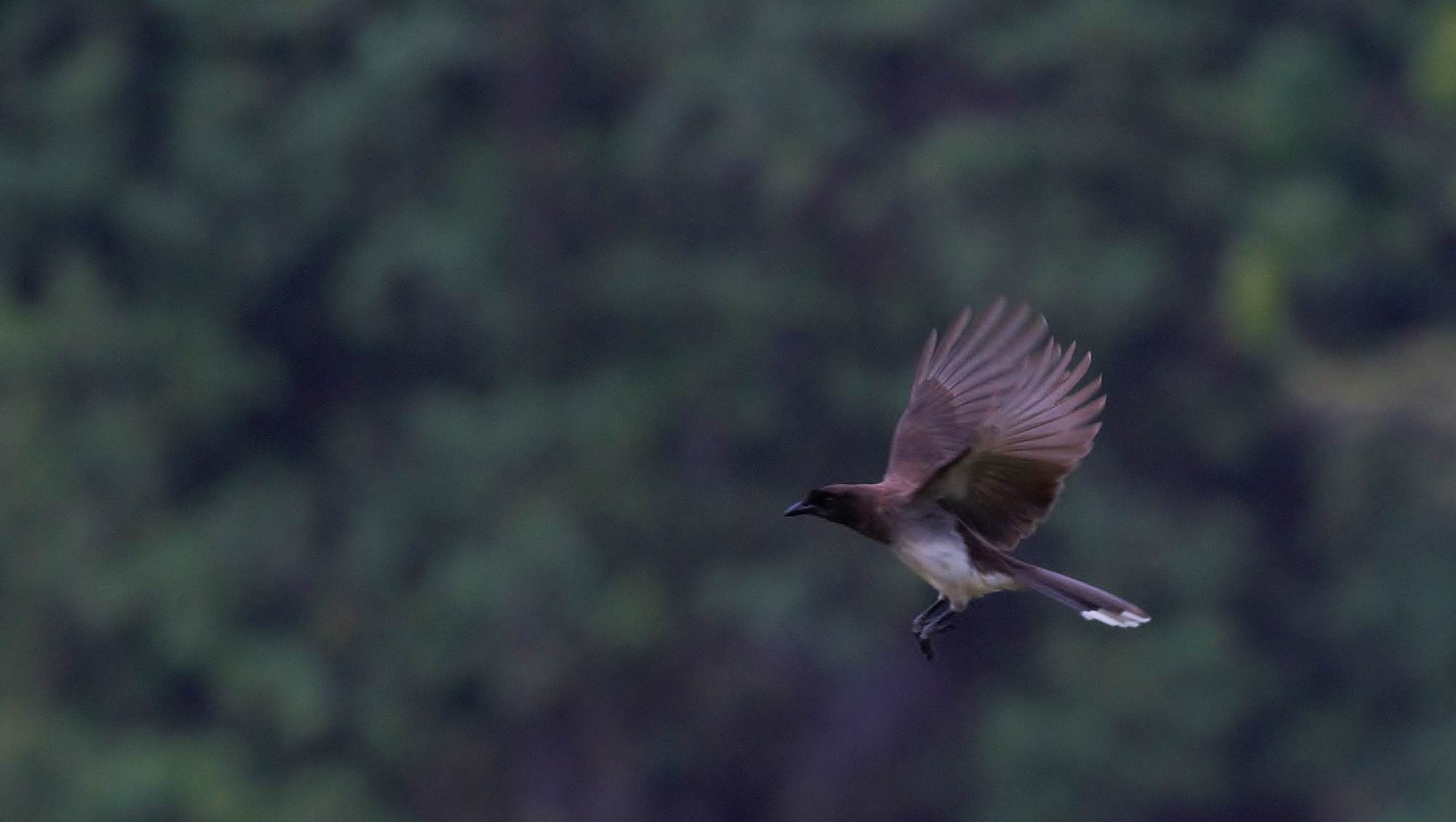 Brown Jay